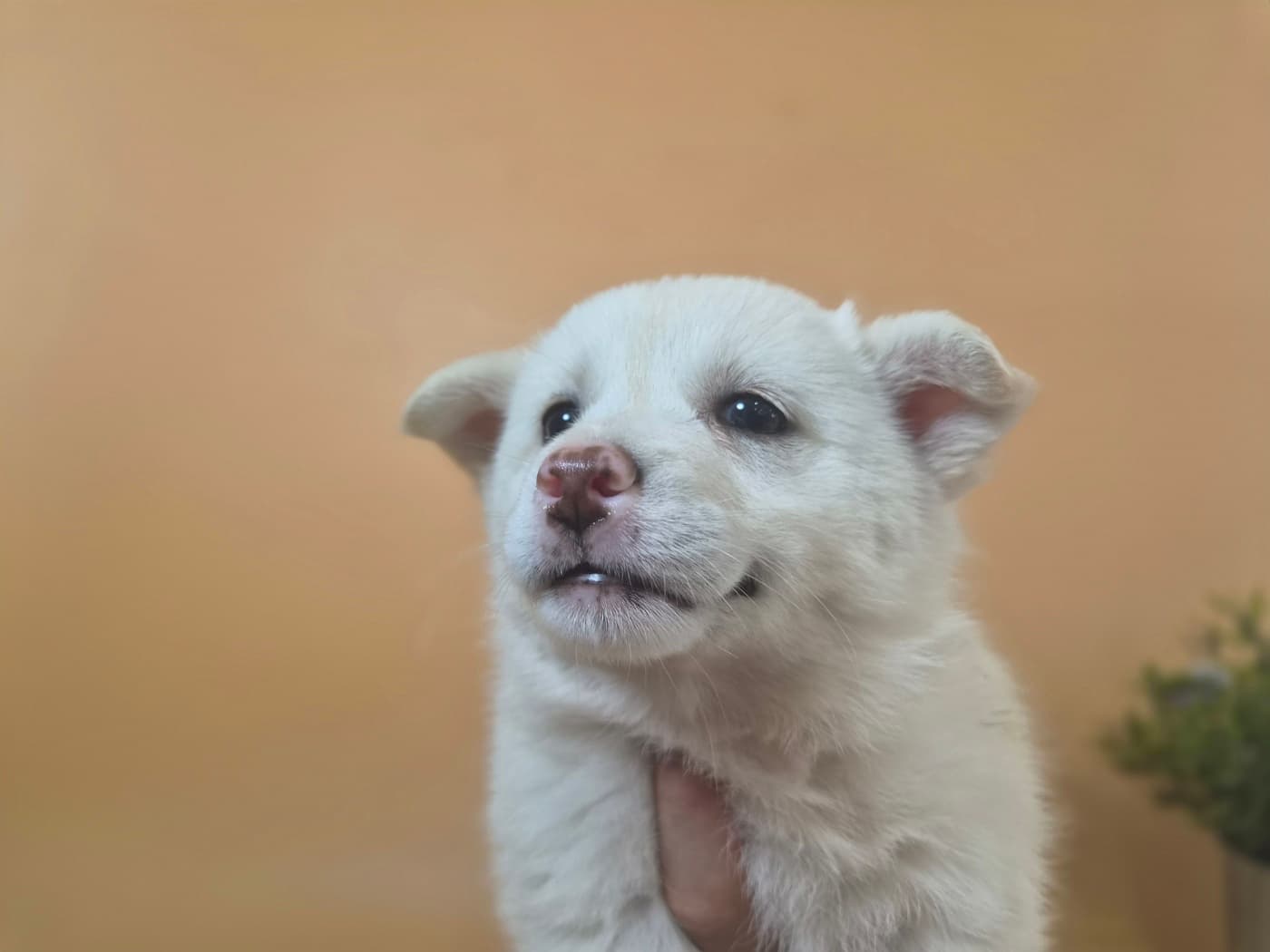이름 미상