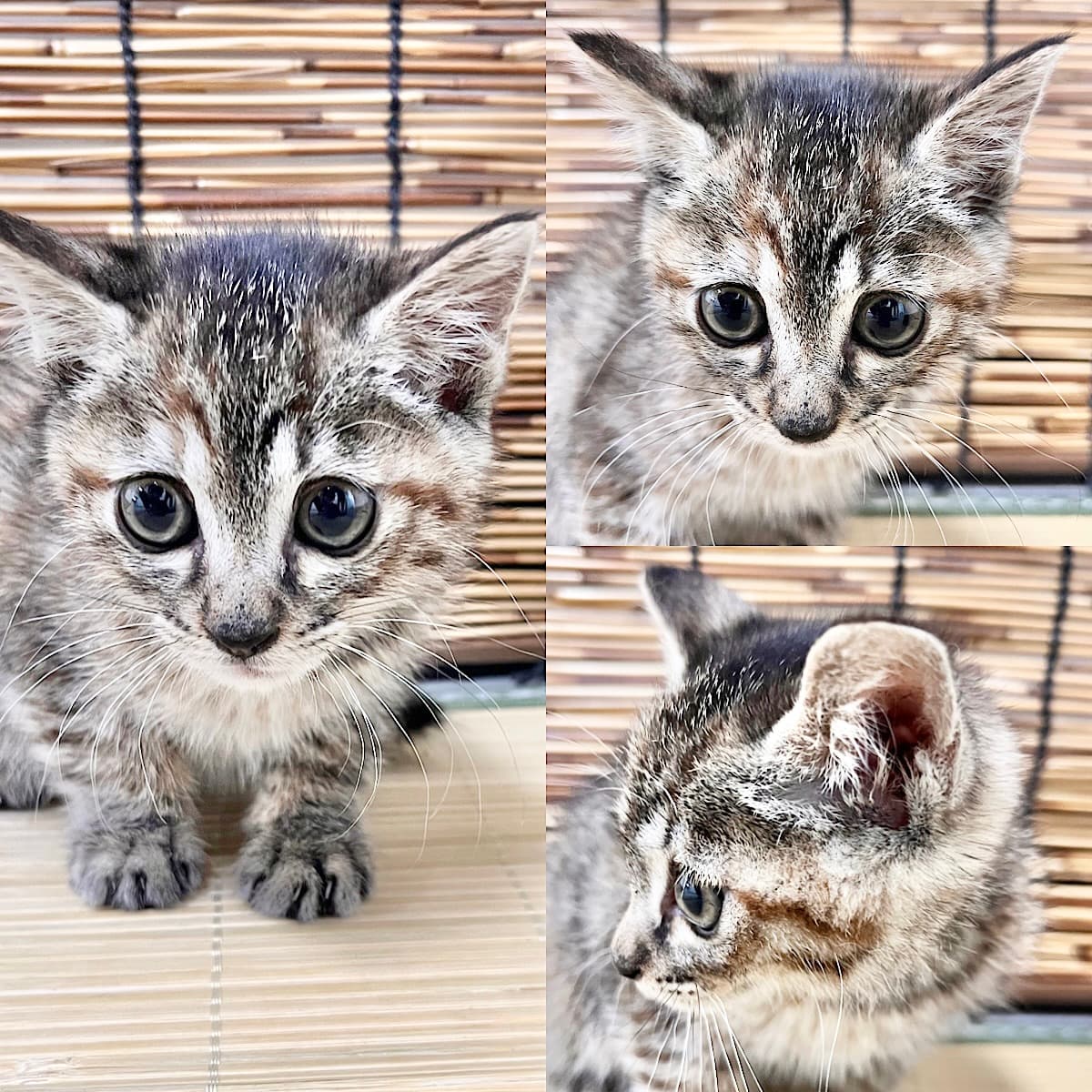 이름 미상